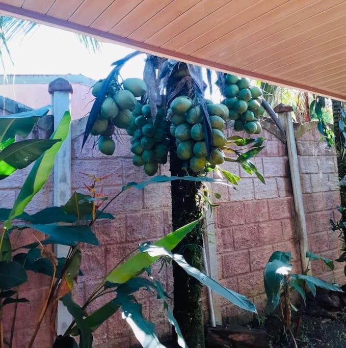Tropical Bee Garden Holiday Houses Savegre المظهر الخارجي الصورة