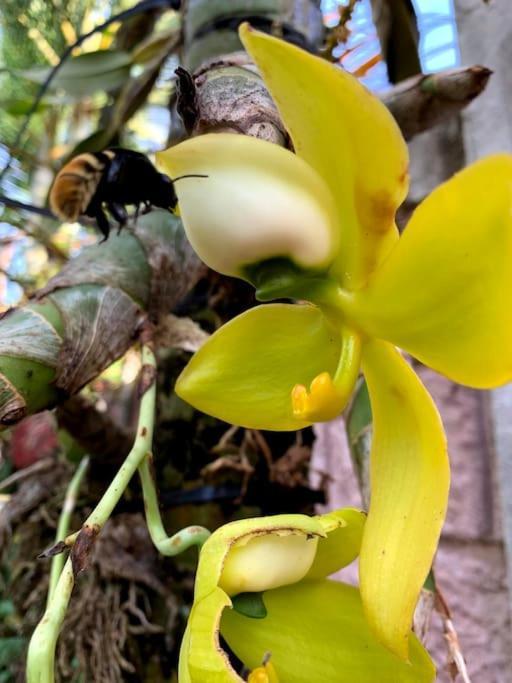 Tropical Bee Garden Holiday Houses Savegre المظهر الخارجي الصورة